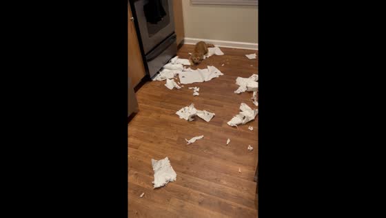 Cat scatters and plays with torn paper towels in Charlotte kitchen