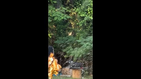 Hummingbird enjoys sprinkler shower in Valdosta, Georgia, USA