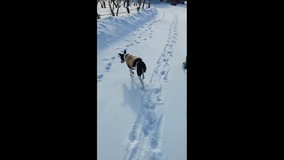 Sunny winter walk with dog in a snow-covered ground in Natick, Massachusetts, USA