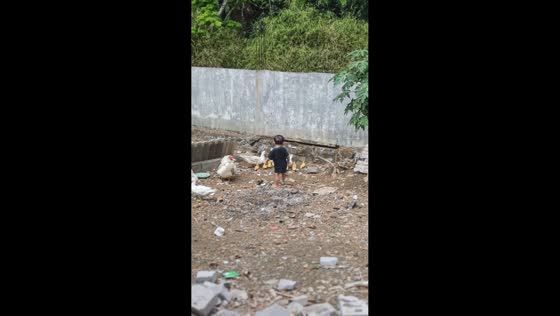 Toddler adorably follows ducklings around a dirt yard in Malang, Indonesia