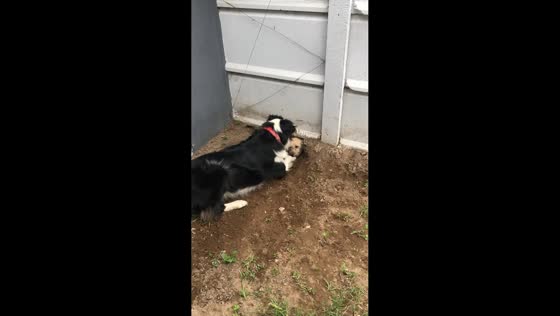 Dutch Smoushond digs under fence to play with Border Collie in Tres Lomas, Argentina