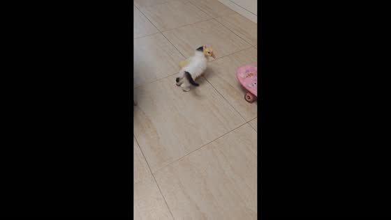 Kitten and duckling playfully interact inside house in Henan, China