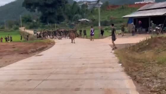 Cow chases army trainee across field in Yunnan, China