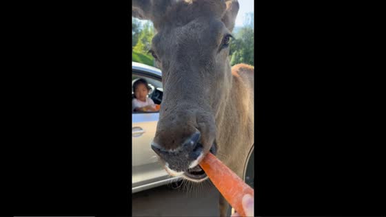 Deer delight: college student's joyful carrot showdown at Beijing zoo!