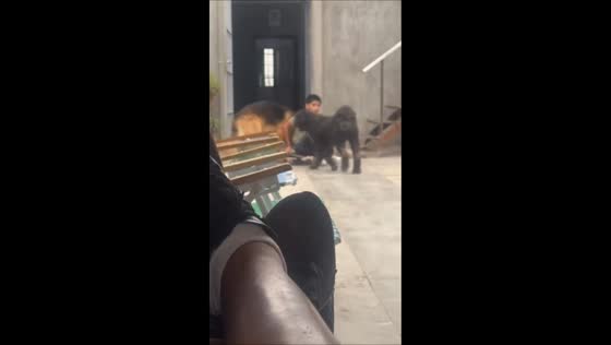 Boy skateboards with playful dogs in San Juan, Argentina