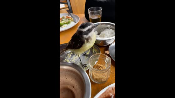 Unexpected guest: bird crashes lunch in Rio de Janeiro, Brazil