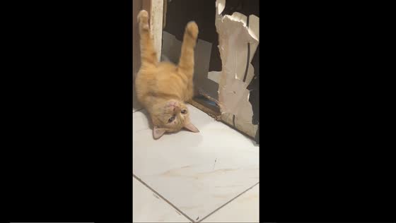 Persistent Ginger: a cat's struggle to escape