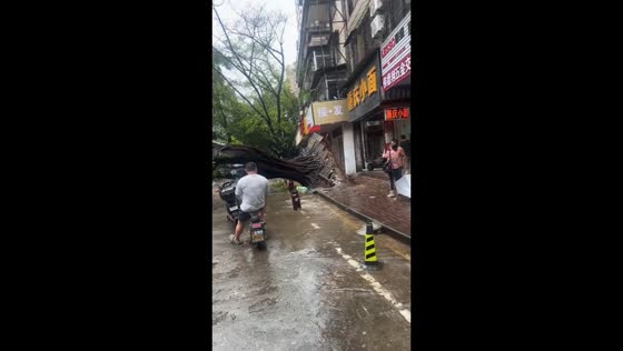 Massive tree uproots and crushes parked vehicle in Guangdong, China