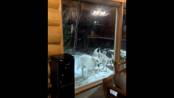 Wolves howling captured on video near cabin in Quebec