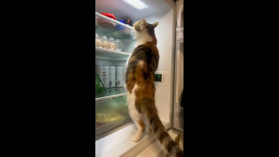 Sneaky cat freezes after being caught in fridge in Shanghai, China