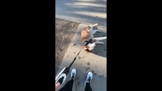Husky throws tantrum for beef jerky in Burbank, California, USA