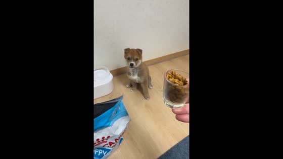 Adorable puppy's heartwarming mealtime anticipation