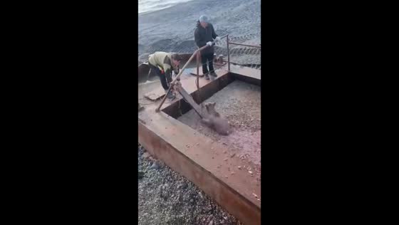 Workers rescue bear cub from fish waste tank in Kamchatka, Russia