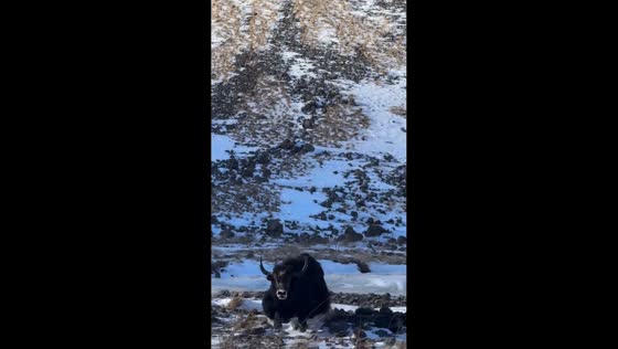 Aggressive yak encountered on mountain road in North Ossetia-Alania, Russia