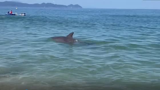 Enchanting encounter: friendly dolphin delights swimmer at Suishohama Beach, Japan