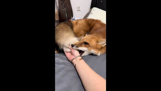 Playful fox enjoys interaction on the bed in Fujian, China