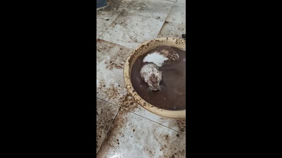Mischievous ferret dives into basin of dirty water in Beijing, China