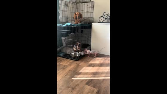 Kitten interacts gently with dogs in Manchester, England