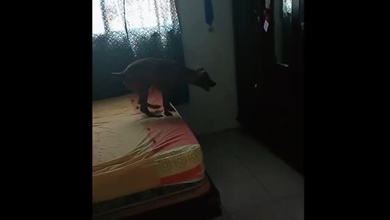 Dog falls after jumping onto mirror in Cariaco, Venezuela