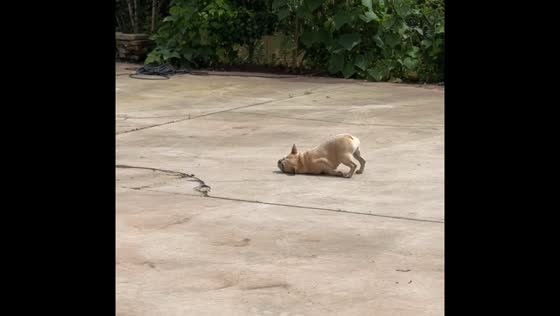 Dog walks in unusual way before running to owner in Chongqing, China