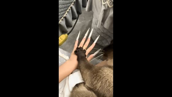 Cat adorably mimics its owner’s hand movements in Guizhou, China