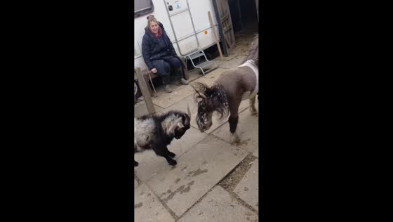 Bob the goat learns about personal space on a farm in Rochdale, England, UK