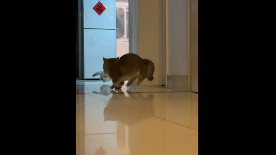 Cat startled by its own kitten in Shandong, China