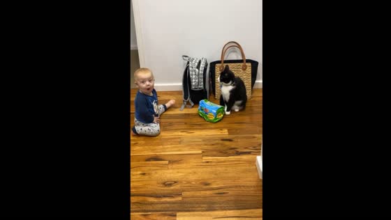 Cat plays with baby in Perth