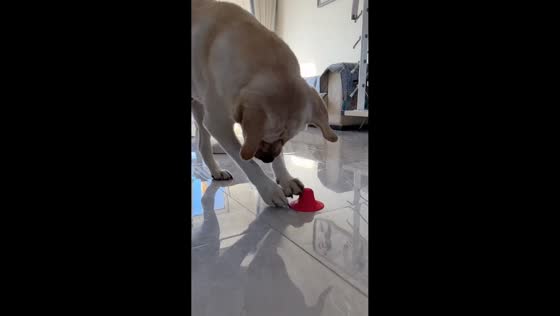 Frustrated dog struggles with stuck toy in Liaoning, China