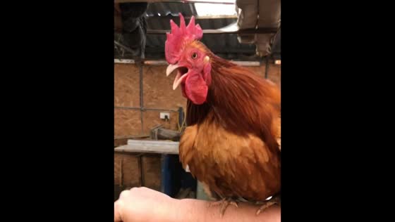 Rooster flies onto owner’s arm in Hastings, England, UK