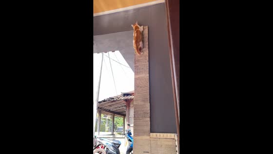 Playful kitten climbs wall and pauses at the top in Kendal, Java, Indonesia