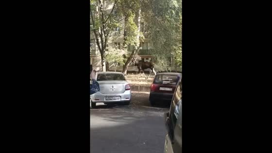 Injured moose strolls through streets of Rostokino District, Moscow