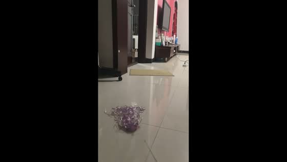 Playful cat jumps at owner during toy session in Jiangxi, China