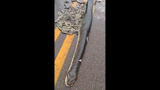 Pregnant anaconda fatally struck on road in Mato Grosso, Brazil