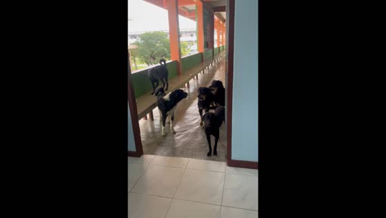 Dog brings friends to owner’s workplace in Chaiyaphum, Thailand