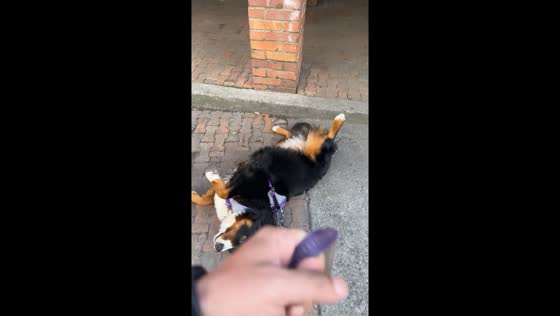 Sunshine shenanigans: Bogotá pup protests walk with dramatic backflip!