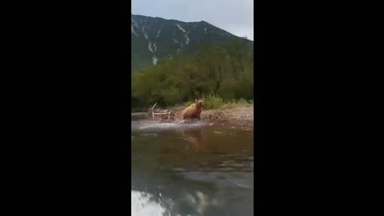 Dramatic escape: tourists flee mother bear's charge in Kamchatka as boat speeds away