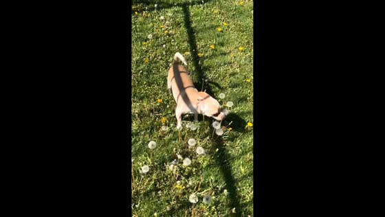 Dog cheekily nibbles dandelions before running off in Kearns, Utah, USA