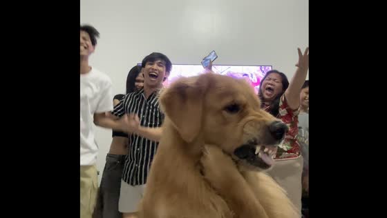 Dogs scuffle captured during New Year countdown in Binangonan, Philippines