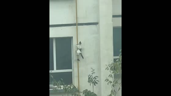 Black-and-white cat climbs down a vertical pipe on a building in Xinjiang, China