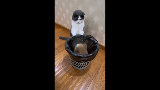 Playful cats turn trash can into hide-and-seek spot in Jiangsu, China