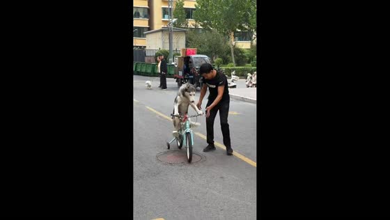 Siberian Husky hilariously attempts to ride tiny bicycle in Shanxi, China