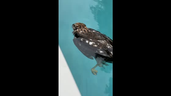 Hawk found floating calmly in backyard pool in Hanoverton, Ohio, USA