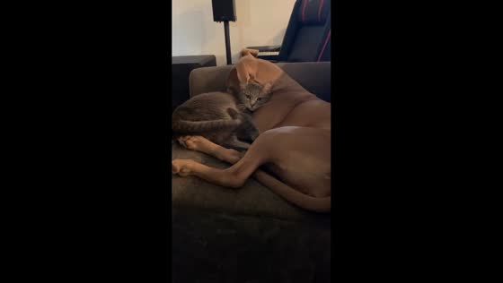 Cat chooses dog for cuddles after being ignored in Texas, USA