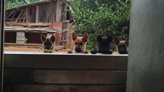 Puppies peek over wooden barrier as if secretly spying in Anhui, China