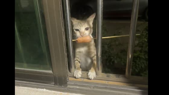 Cat struggles to enter building while holding meat on a stick