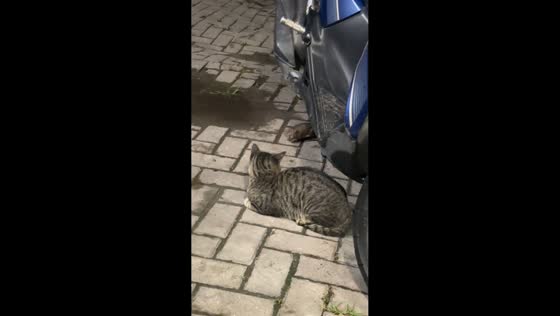 Cat silently watches rat before startling it in Serang, Indonesia