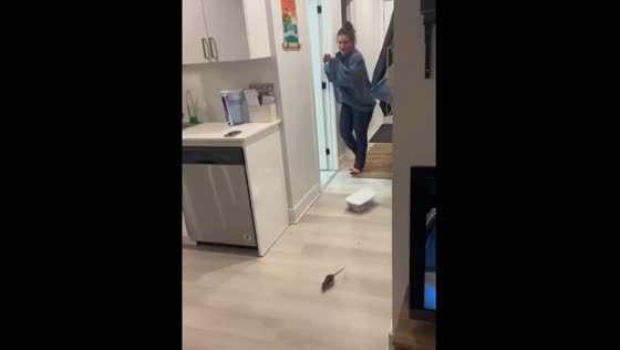 A group of friends had a rat encounter and built a barricade to keep it out