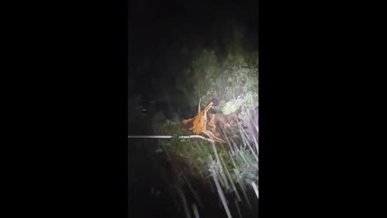 Tornado strikes Rogers, Arkansas