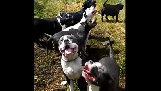 Dogs playfully chase water from hose in Violet Hill, Arkansas
